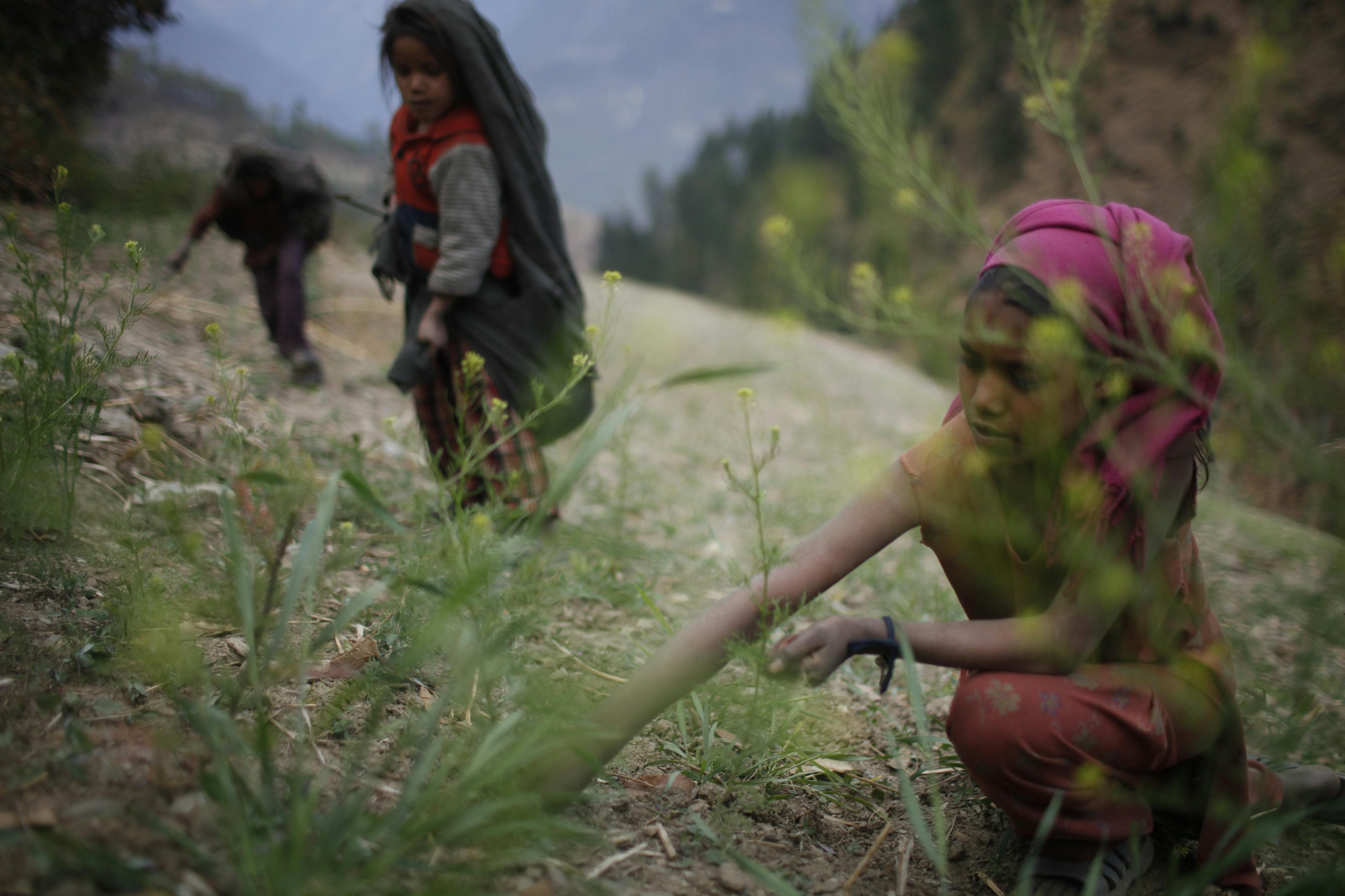 Nepal 2009: Barn arbetar på ett fält