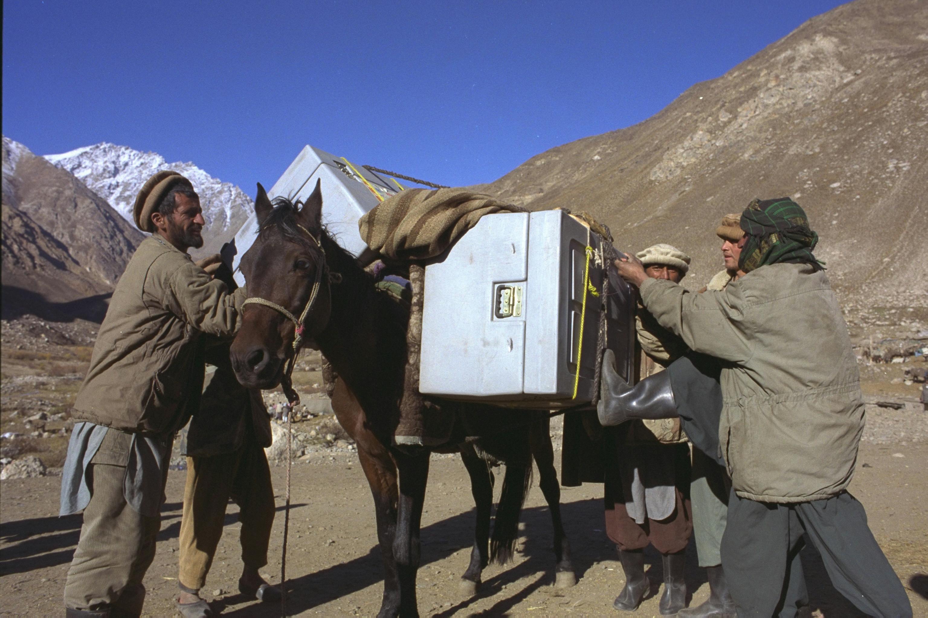 Kylboxar med vaccin transporteras på åsnor