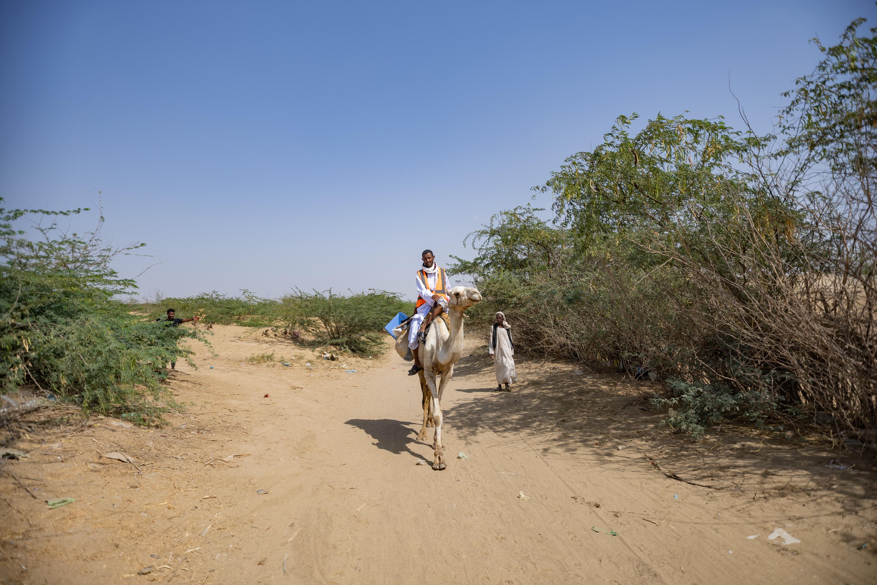 Vaccinatör levererar på kamel – Sudan 2024