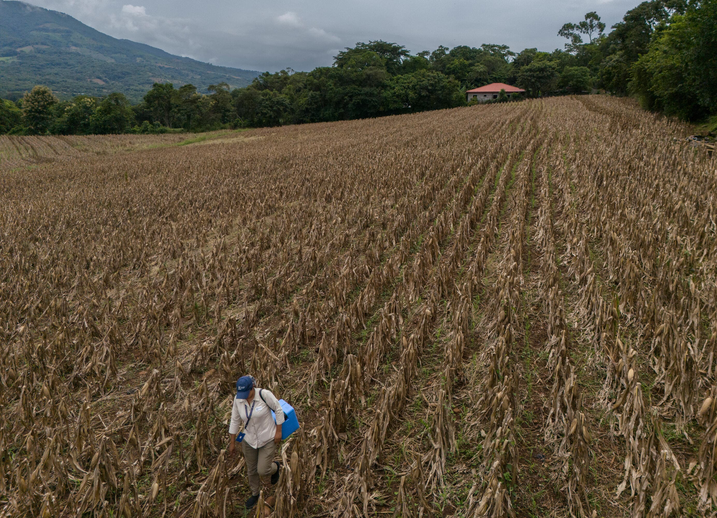 Vaccinatör med kylväska på fält – El Salvador 2024